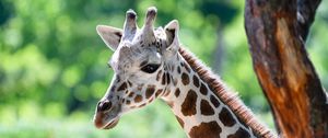 Preview wallpaper giraffe, head, animal, blur, wildlife