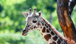 Preview wallpaper giraffe, head, animal, blur, wildlife