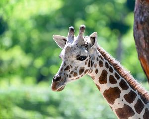 Preview wallpaper giraffe, head, animal, blur, wildlife