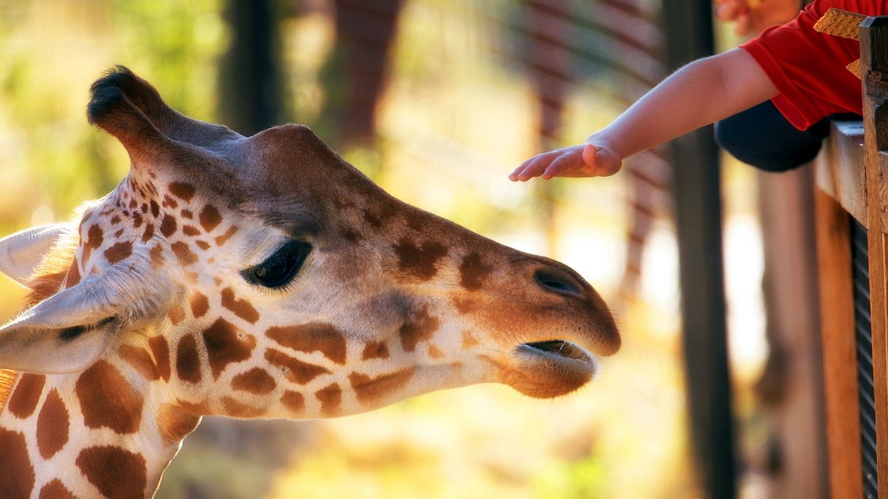Wallpaper giraffe, head, face, mottled, hand, zoo