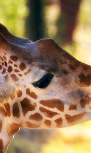 Preview wallpaper giraffe, head, face, mottled, hand, zoo