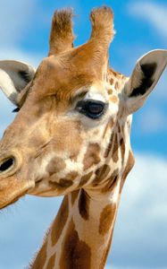 Preview wallpaper giraffe, head, sky, background, large