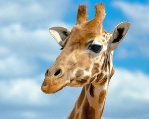 Preview wallpaper giraffe, head, sky, background, large