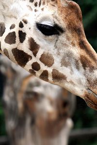 Preview wallpaper giraffe, muzzle, baby, spotted