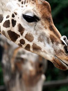 Preview wallpaper giraffe, muzzle, baby, spotted