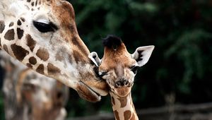 Preview wallpaper giraffe, muzzle, baby, spotted