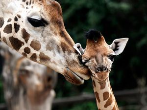 Preview wallpaper giraffe, muzzle, baby, spotted