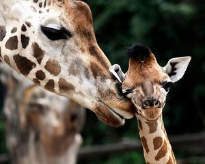 Preview wallpaper giraffe, muzzle, baby, spotted