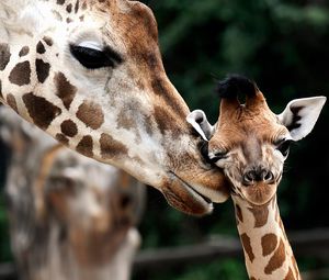 Preview wallpaper giraffe, muzzle, baby, spotted