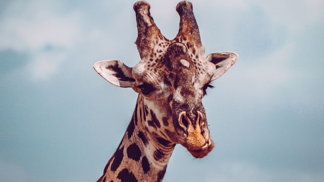 Wallpaper giraffe, muzzle, funny, dissatisfied