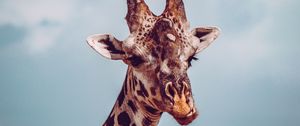 Preview wallpaper giraffe, muzzle, funny, dissatisfied