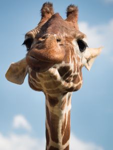 Preview wallpaper giraffe, muzzle, funny