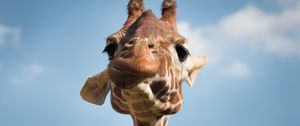 Preview wallpaper giraffe, muzzle, funny