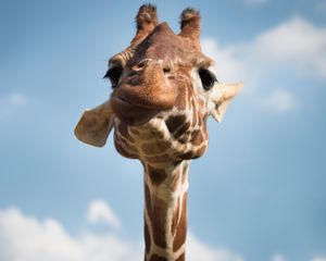 Preview wallpaper giraffe, muzzle, funny