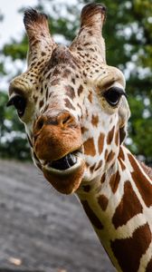 Preview wallpaper giraffe, muzzle, spotted