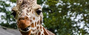 Preview wallpaper giraffe, muzzle, spotted