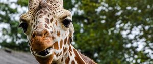 Preview wallpaper giraffe, muzzle, spotted