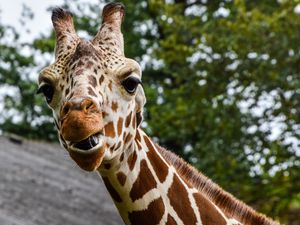 Preview wallpaper giraffe, muzzle, spotted