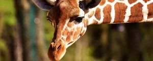 Preview wallpaper giraffe, muzzle, spotted