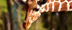 Preview wallpaper giraffe, muzzle, spotted