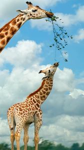 Preview wallpaper giraffe, nature, food, walk