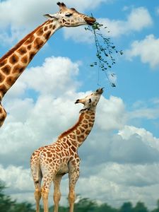 Preview wallpaper giraffe, nature, food, walk