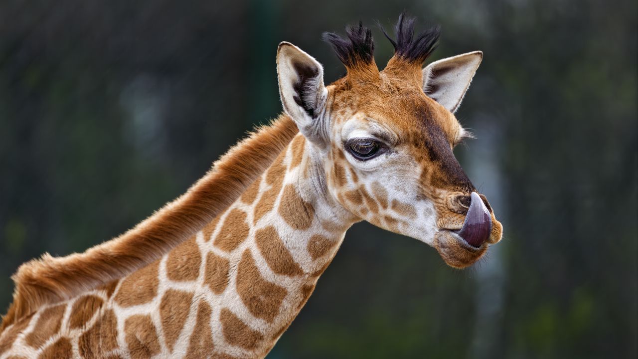 Wallpaper giraffe, protruding tongue, animal, wildlife