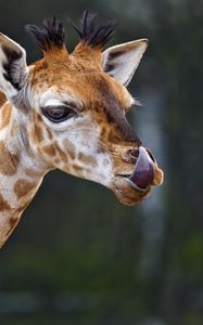 Preview wallpaper giraffe, protruding tongue, animal, wildlife