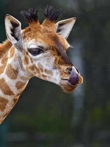 Preview wallpaper giraffe, protruding tongue, animal, wildlife