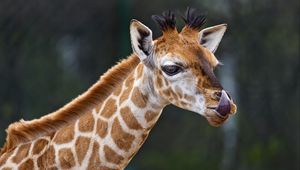 Preview wallpaper giraffe, protruding tongue, animal, wildlife
