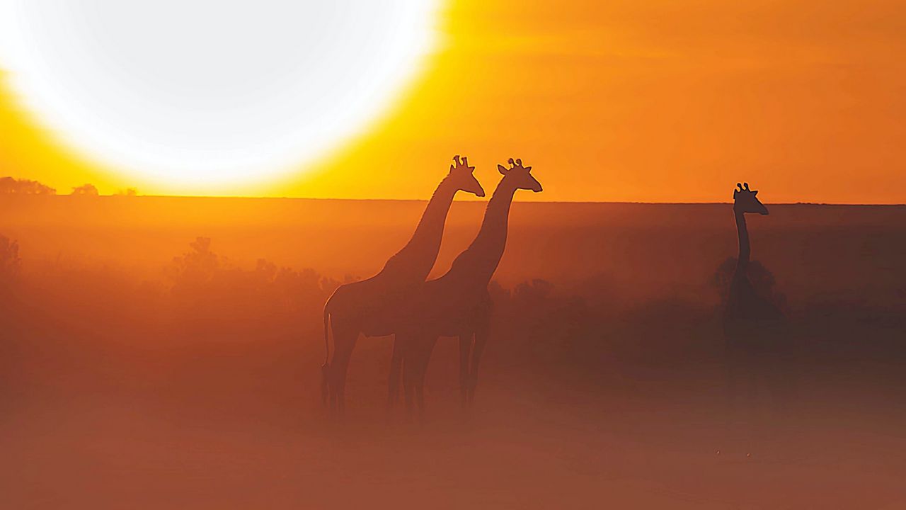 Wallpaper giraffe, safari, sun, sunset