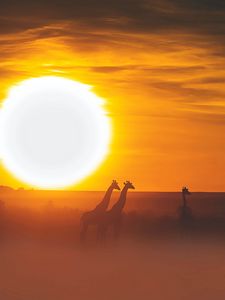 Preview wallpaper giraffe, safari, sun, sunset