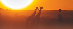 Preview wallpaper giraffe, safari, sun, sunset