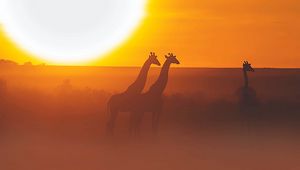 Preview wallpaper giraffe, safari, sun, sunset