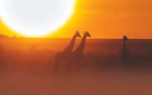 Preview wallpaper giraffe, safari, sun, sunset