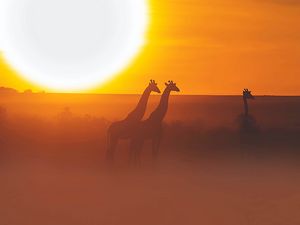 Preview wallpaper giraffe, safari, sun, sunset