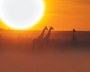 Preview wallpaper giraffe, safari, sun, sunset