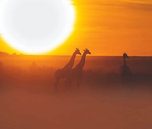 Preview wallpaper giraffe, safari, sun, sunset
