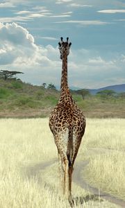 Preview wallpaper giraffe, savanna, grass, walk