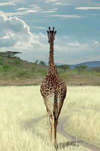 Preview wallpaper giraffe, savanna, grass, walk