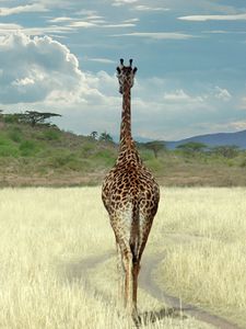 Preview wallpaper giraffe, savanna, grass, walk