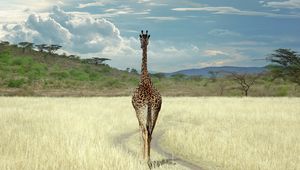 Preview wallpaper giraffe, savanna, grass, walk