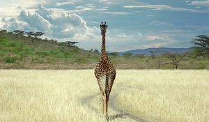 Preview wallpaper giraffe, savanna, grass, walk