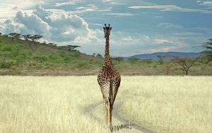 Preview wallpaper giraffe, savanna, grass, walk