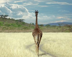 Preview wallpaper giraffe, savanna, grass, walk