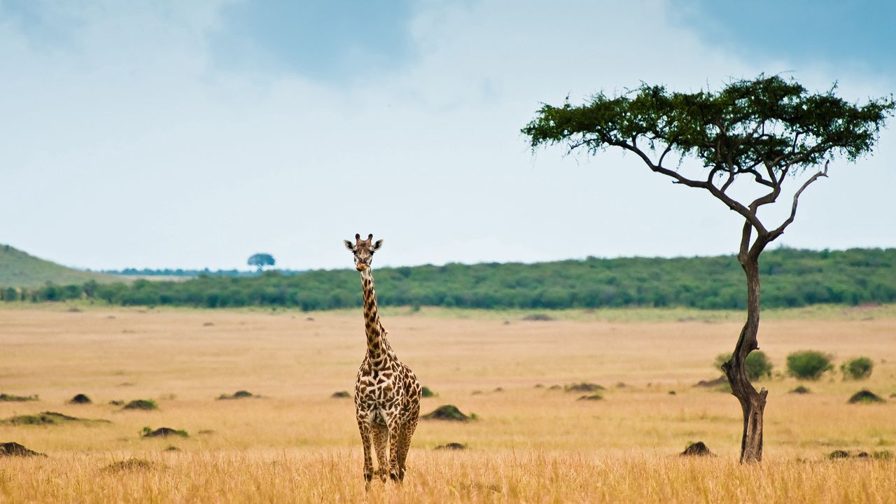 Wallpaper giraffe, savannah, desert, tree