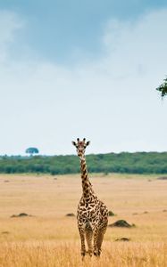 Preview wallpaper giraffe, savannah, desert, tree