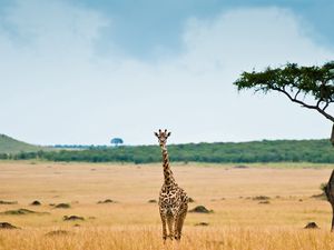 Preview wallpaper giraffe, savannah, desert, tree