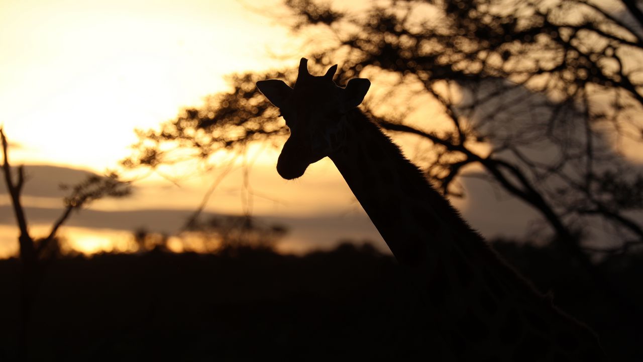 Wallpaper giraffe, silhouette, animal, wildlife