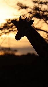 Preview wallpaper giraffe, silhouette, animal, wildlife